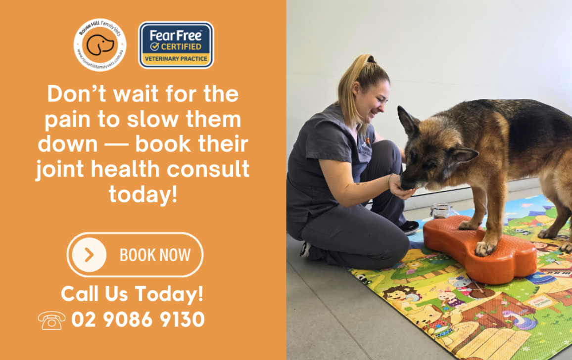 Your pets wellbeing and comfort come first